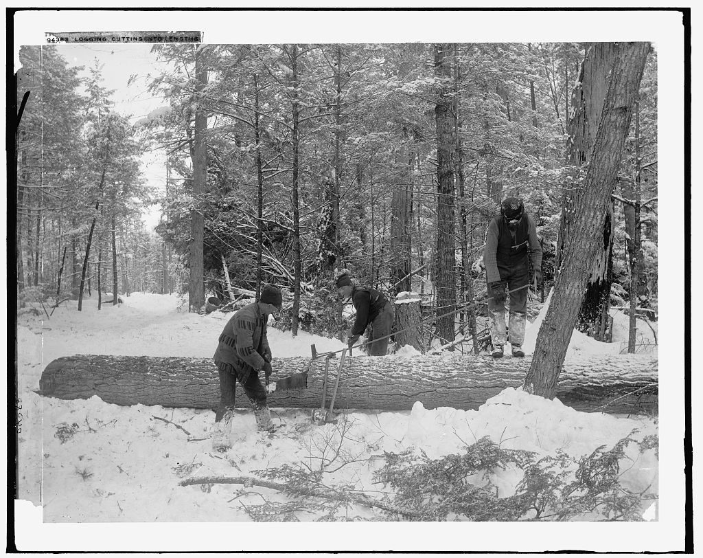 Lumberjacks bucking a tree into logs